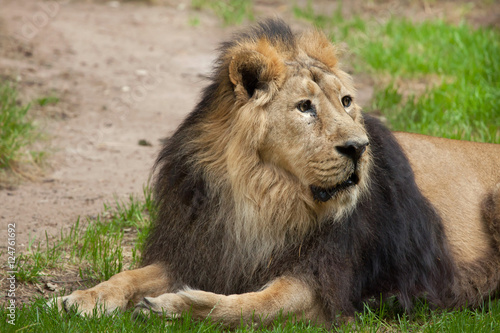 Fototapeta Naklejka Na Ścianę i Meble -  Asiatic lion (Panthera leo persica).