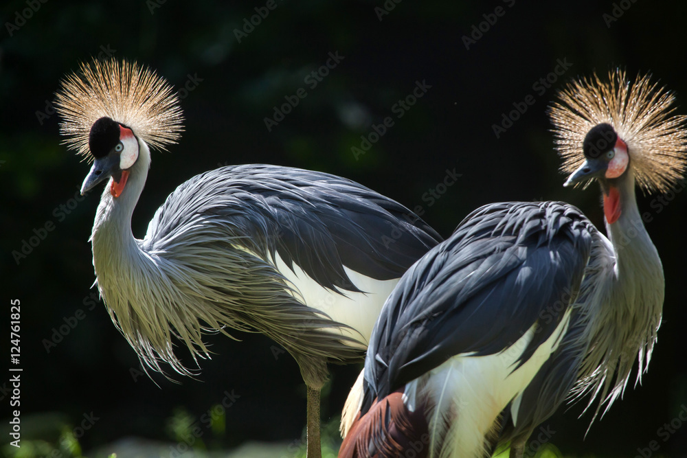 Fototapeta premium East African crowned crane (Balearica regulorum gibbericeps)
