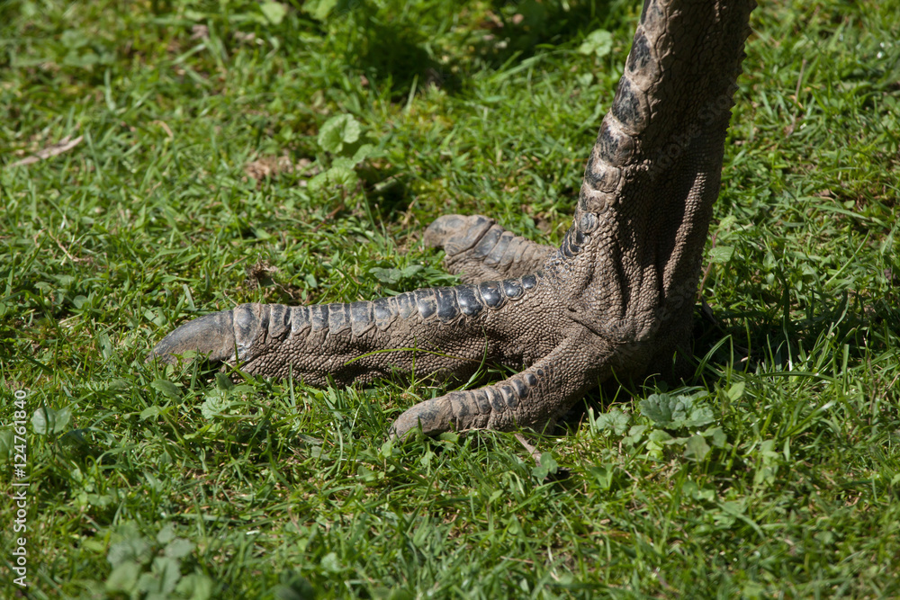 Foot of emu (Dromaius novaehollandiae). Foot of emu (Dromaius novaehollandiae).