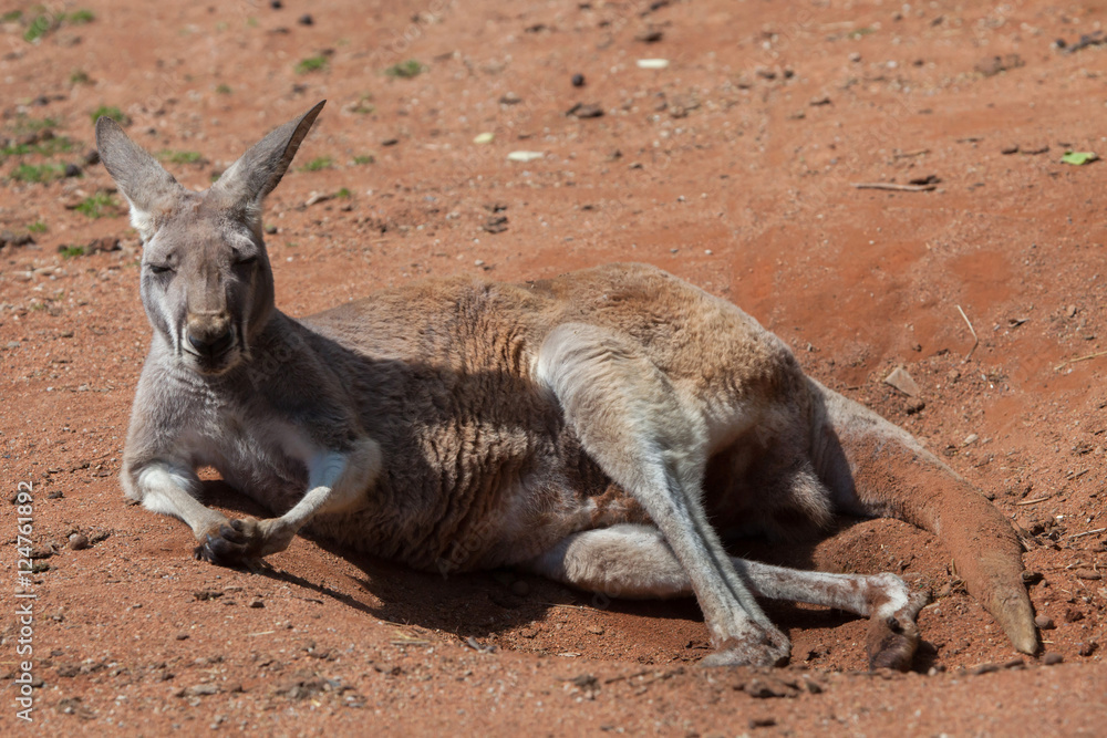 Red kangaroo (Macropus rufus).