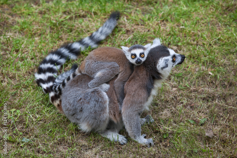 Fototapeta premium Ring-tailed lemur (Lemur catta).