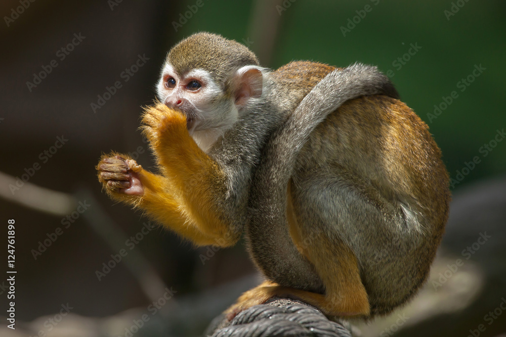 Obraz premium Common squirrel monkey (Saimiri sciureus).