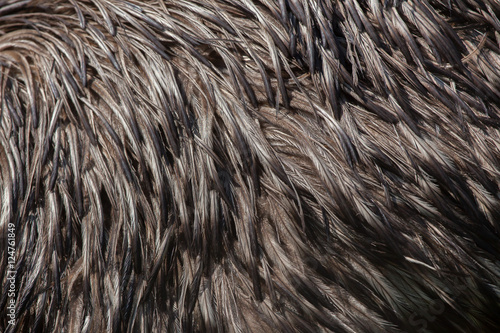 Emu (Dromaius novaehollandiae). Plumage texture.