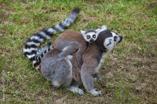 Ring-tailed lemur (Lemur catta). © Vladimir Wrangel