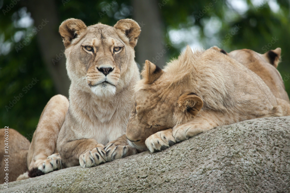 Lioness and juvenile male lion (Panthera leo). Lioness and juvenile male lion (Panthera leo).