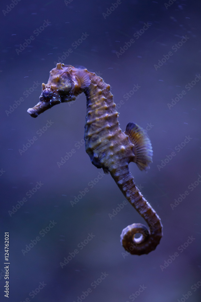 Short-snouted seahorse (Hippocampus hippocampus).