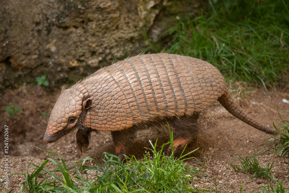 Six-banded armadillo (Euphractus sexcinctus) Six-banded armadillo (Euphractus sexcinctus)