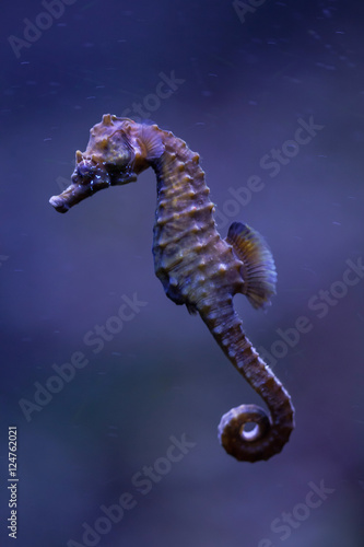 Obraz na płótnie Short-snouted seahorse (Hippocampus hippocampus). w salonie