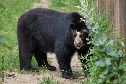 Obraz na płótnie Spectacled bear (Tremarctos ornatus) w salonie