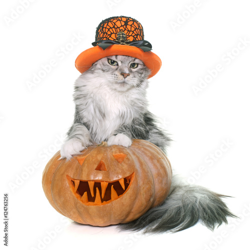 Fototapeta Naklejka Na Ścianę i Meble -  halloween pumpkin and cat
