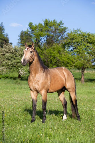 Portrait of nice quarter horse