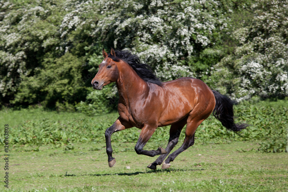 Nice quarter horse running