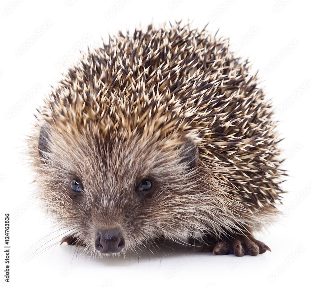 Hedgehog on white. Hedgehog on white.