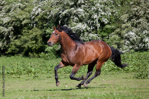 Nice quarter horse running © lenkadan