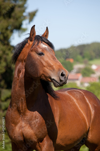 Obraz na płótnie Portrait of nice quarter horse w salonie