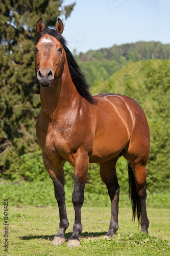 Portrait of nice quarter horse © lenkadan
