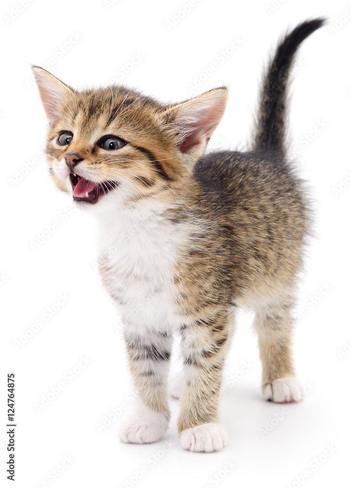 Obraz premium Kitten on white background.