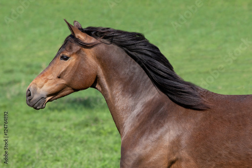 Fototapeta Naklejka Na Ścianę i Meble -  Head of nice running horse