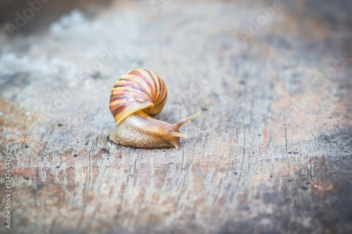 Snail on old wooden table.