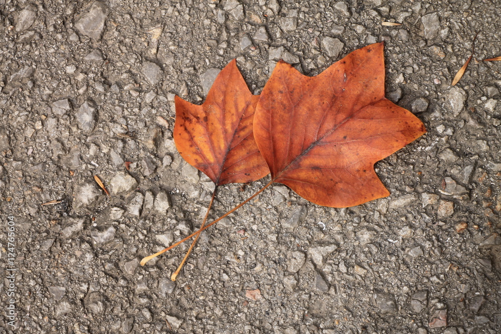 Two autumn maple leaves on the street Two autumn maple leaves on the street