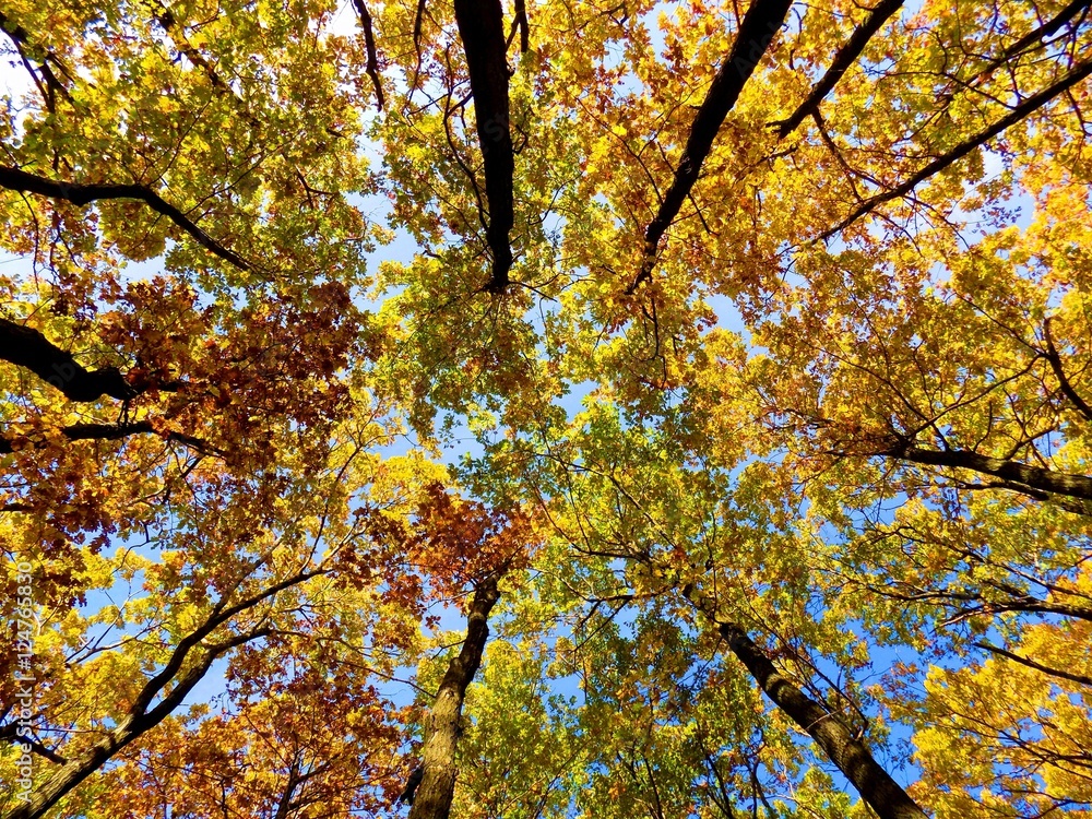 Yellow colorful leaves on deciduous trees in deciduous forest in wild nature during autumn Yellow colorful leaves on deciduous trees in deciduous forest in wild nature during autumn