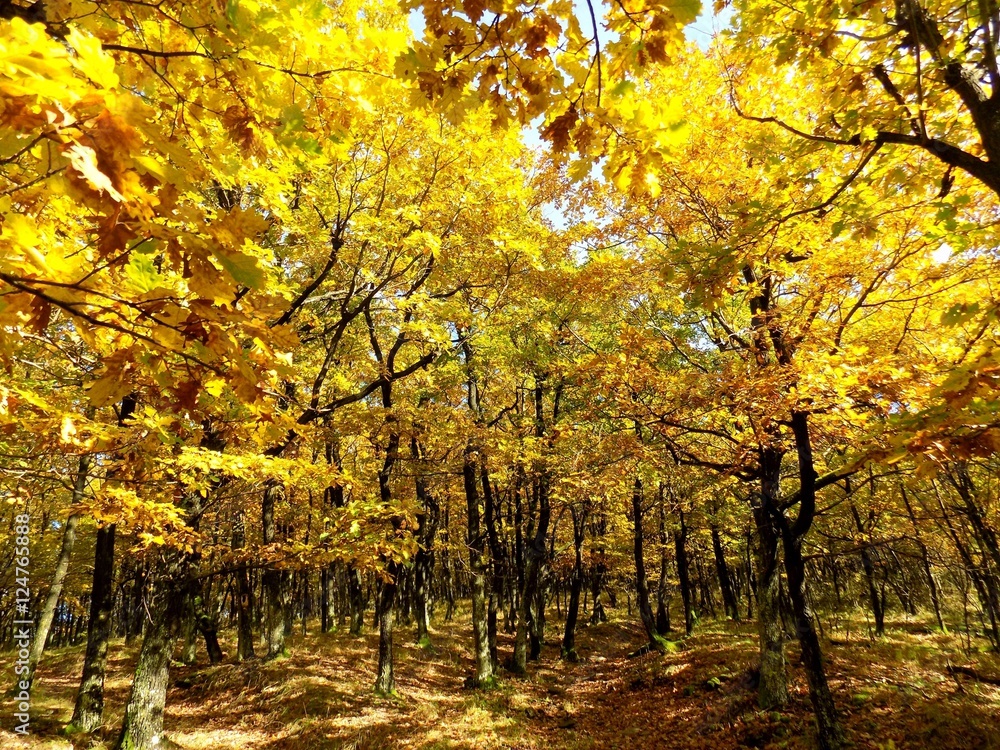 Yellow colorful leaves on deciduous trees in deciduous forest in wild nature during autumn Yellow colorful leaves on deciduous trees in deciduous forest in wild nature during autumn
