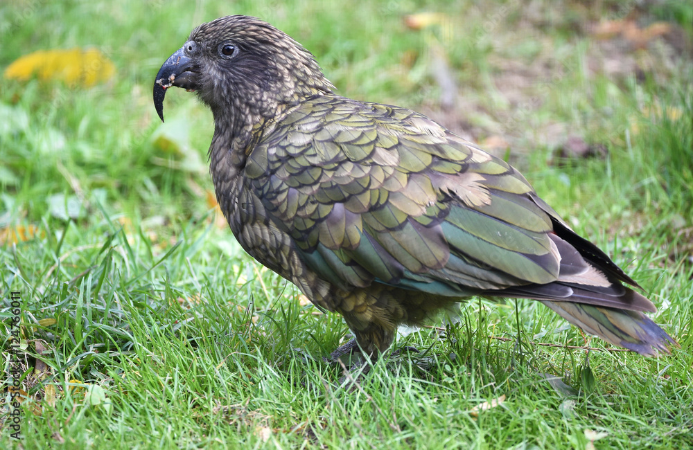 Obraz premium Kea im Gras