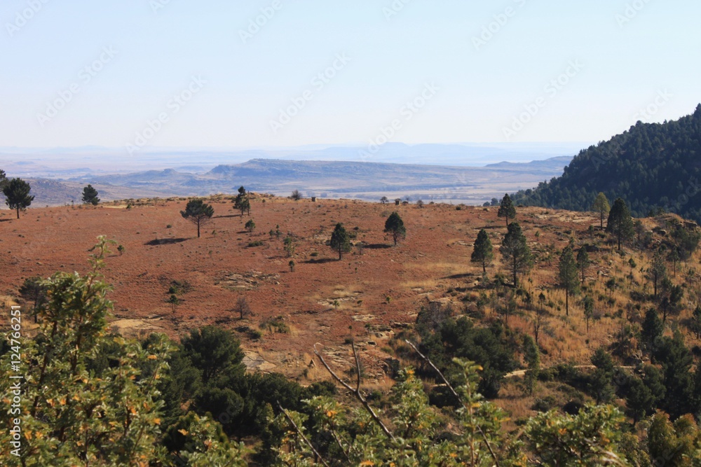 a landscape of single trees seen from a bove