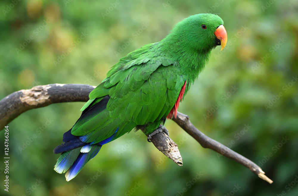 Fototapeta premium Neuguinea Edelpapagei