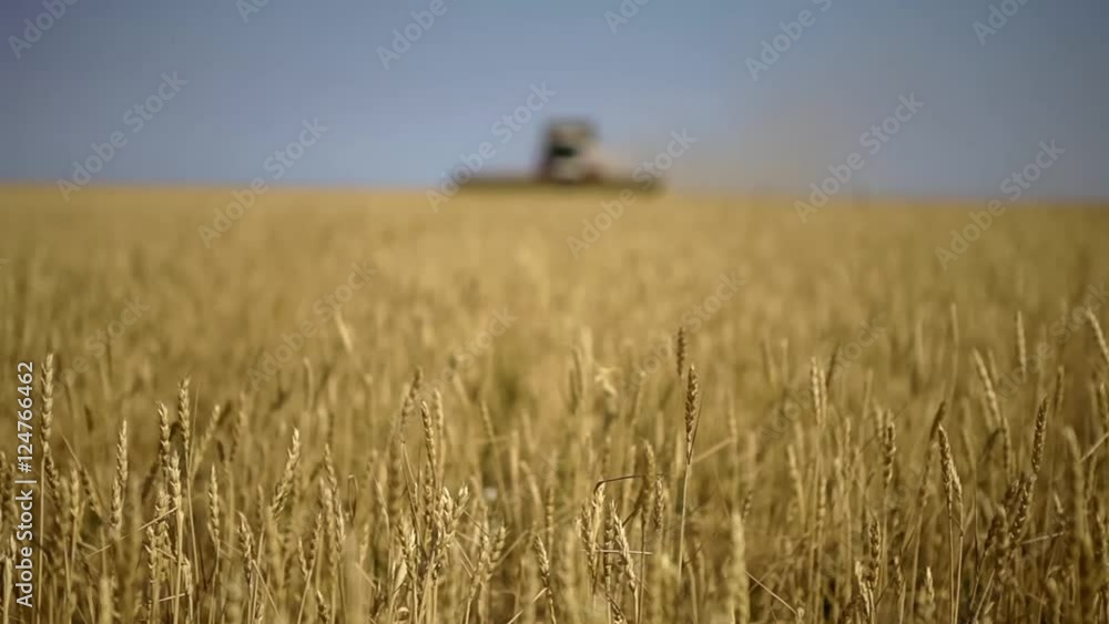 Ripe ears of wheat. Golden Field. Harvester in the background. Ripe ears of wheat. Golden Field. Harvester in the background.