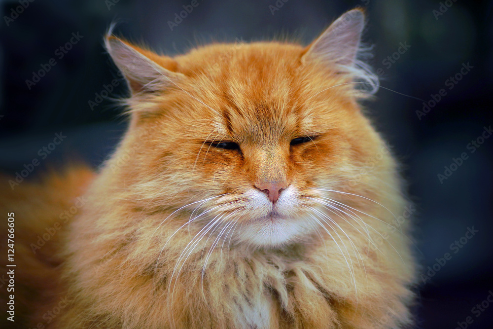 Relaxed cat Relaxed cat