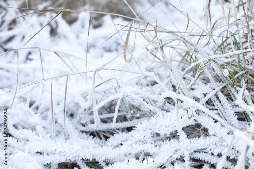 White frost covers green grass White frost covers green grass