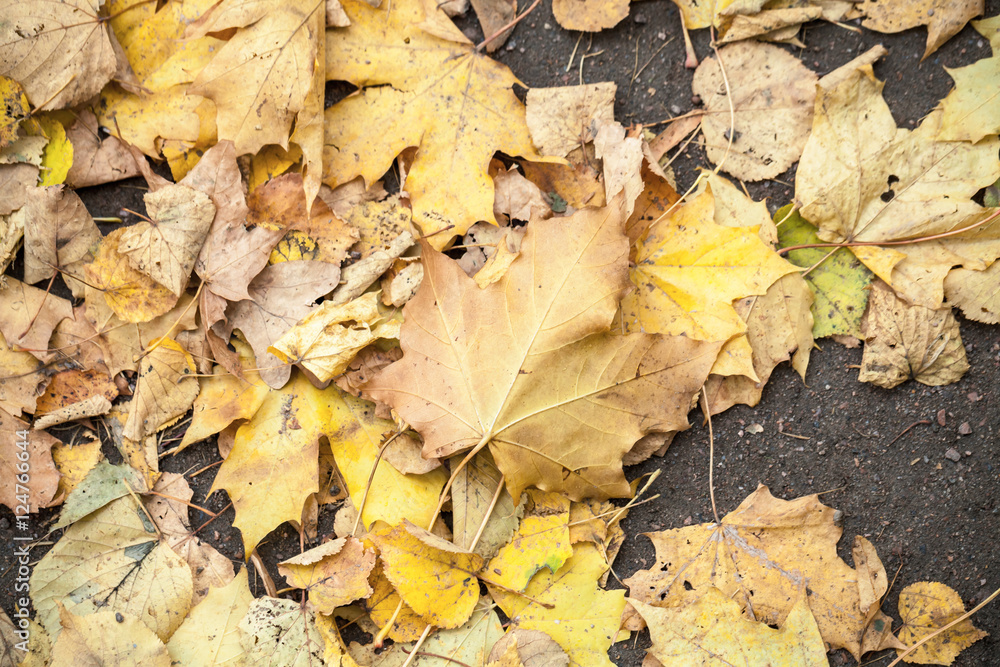 Fallen autumnal leaves lay on asphalt