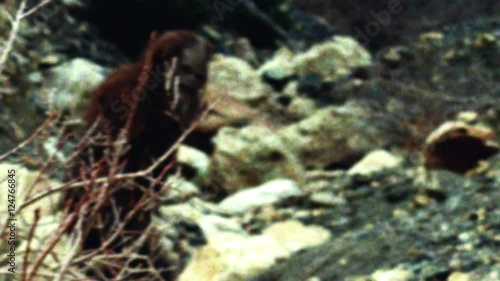 Bigfoot Sighting Recreation