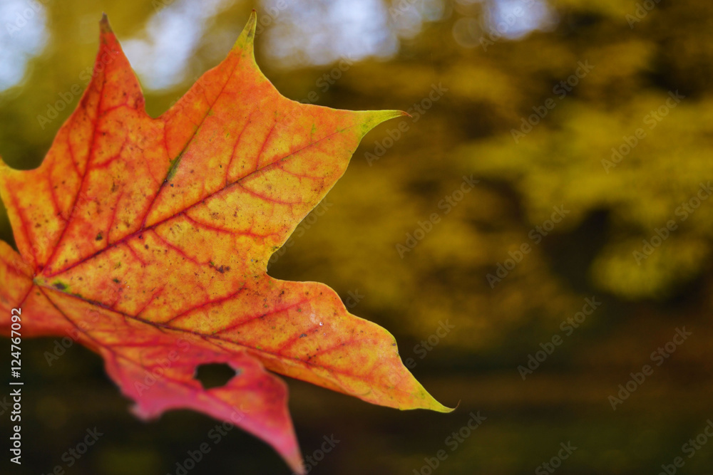 Herbstblatt Herbstblatt