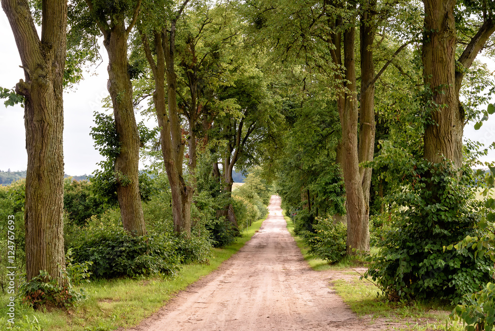 Fototapeta premium Allee in Masuren