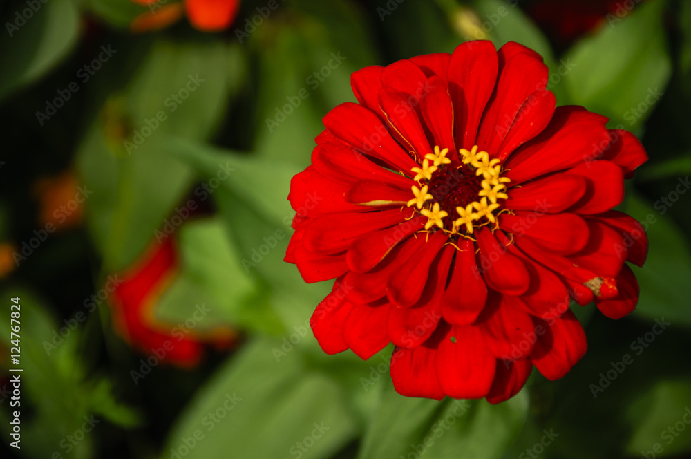 The blossoming gerbera jamesonii flowers closeup in garden The blossoming gerbera jamesonii flowers closeup in garden