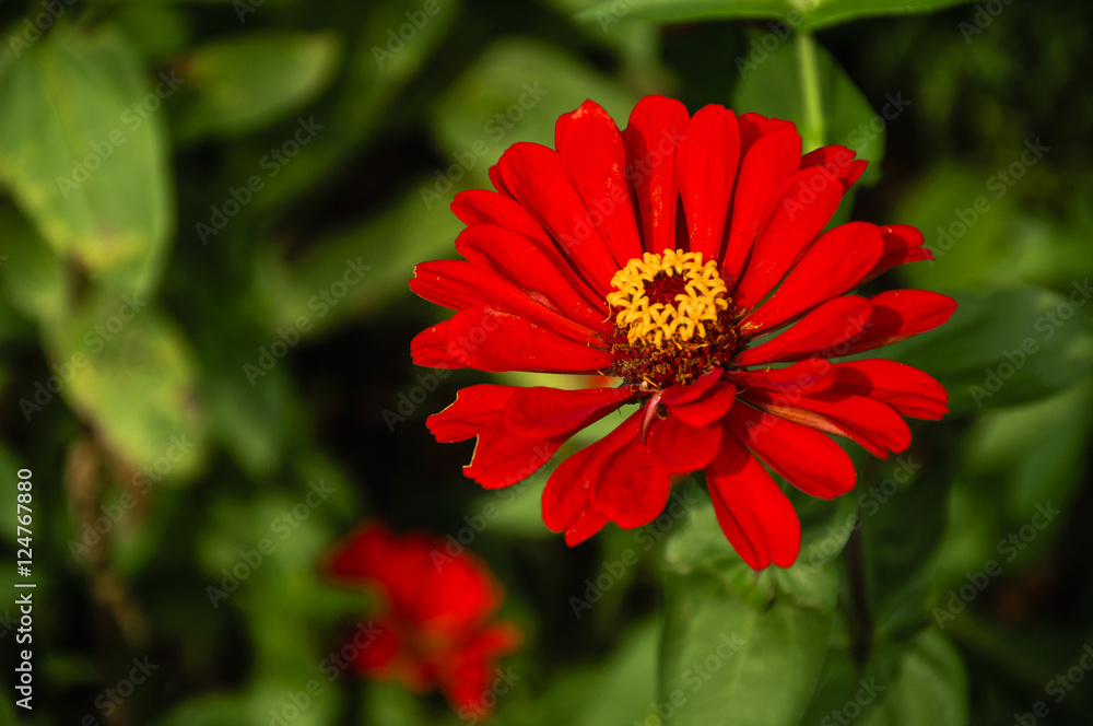 The blossoming gerbera jamesonii flowers closeup in garden The blossoming gerbera jamesonii flowers closeup in garden