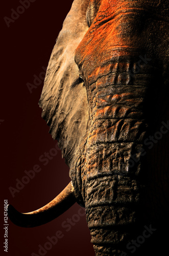 Photography Artistic red elephant portrait close-up.