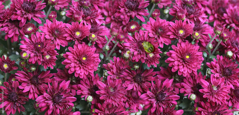 Field of flowers immortelle Field of flowers immortelle