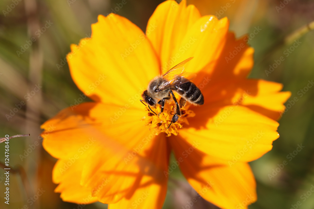 The bee that collects pollen on a yellow flower The bee that collects pollen on a yellow flower