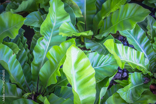 Bird Nest Fern, Asplenium nidus in the garden.