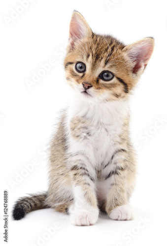 Kitten on white background. © Anatolii