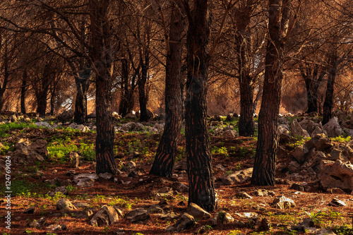 Dead trees after forest fire on the Monte Pellegrino in Septembe