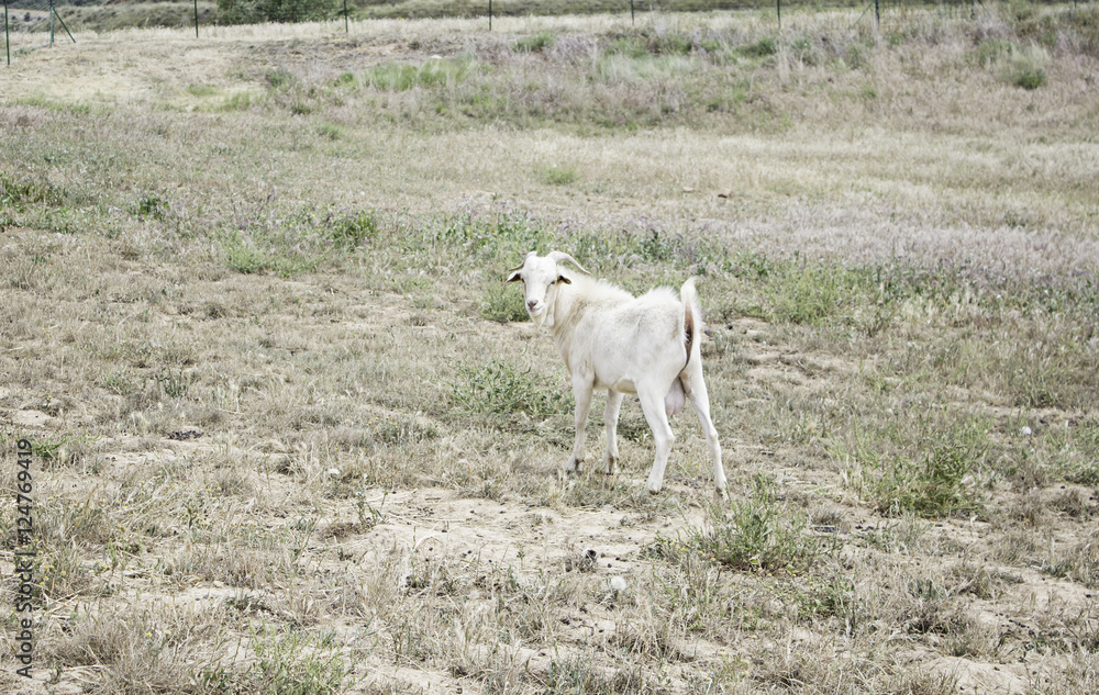 Sheep and goats Sheep and goats