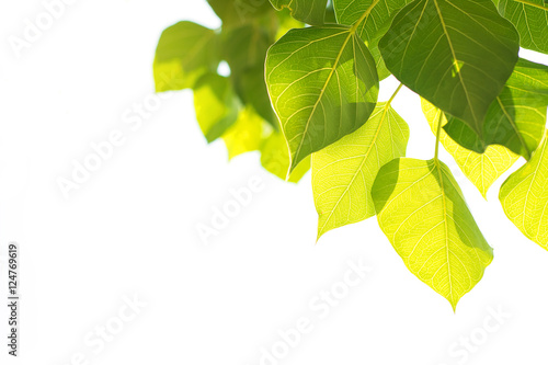 Post card sunlight white backdrop