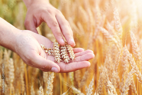 Ripe golden wheat in hand on outdoors © 5second