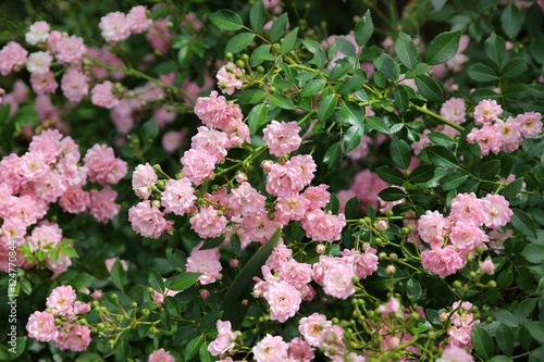 Lush flowering groundcover roses " The Fairy" in the summer garden.
