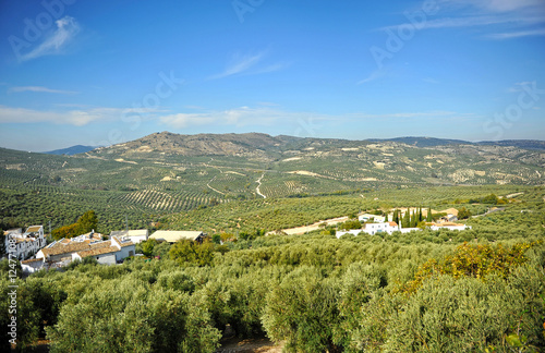 olive groves of Andalusia, the leading producer of olive oil photo
