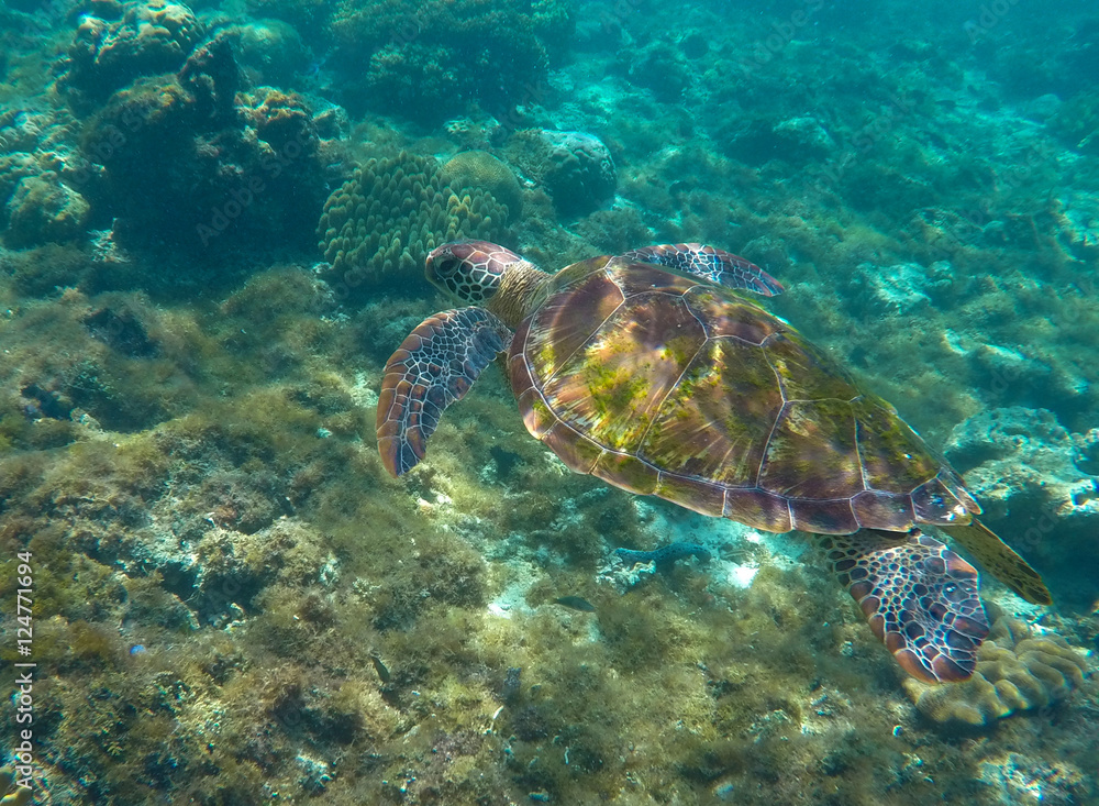 Fototapeta premium Green turtle swimming in the sea. Snorkeling with turtle.